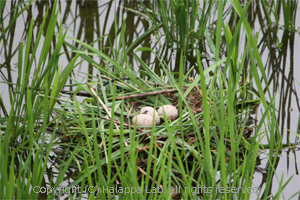 水鳥の巣と卵